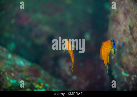 Sea goldie (Pseudanthias squamipinnis Peters, 1855) in der Reinigungsstation. Owase, Mie, Japan Stockfoto