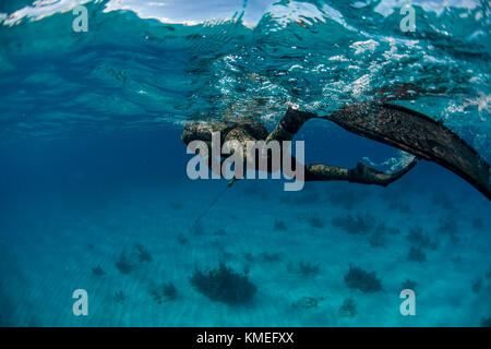 Mann schwimmt unter Wasser während Speerfischen im Ozean, Clarence Town, Long Island, Bahamas Stockfoto