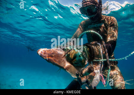 Taucher fangen margate Fisch (der Grunt Familie) während Speerfischen im Ozean, Clarence Town, Long Island, Bahamas Stockfoto