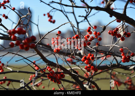 Nahaufnahme von essbare Beeren auf einem hawthorn Tree sobald die Blätter im Dezember gesunken, im Park von Montrose Hafen auf Chicagos Seeufer entfernt. Stockfoto