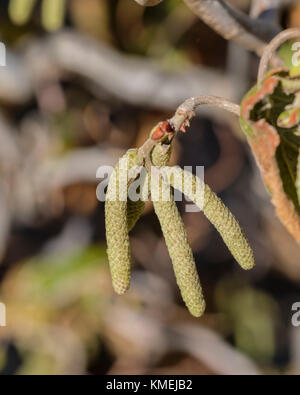 Hazel palmkätzchen, betulaceae Corylus Avellana,, Strauch, Baum, gemeinsame Hazel. Oklahoma City, Oklahoma, USA. Stockfoto