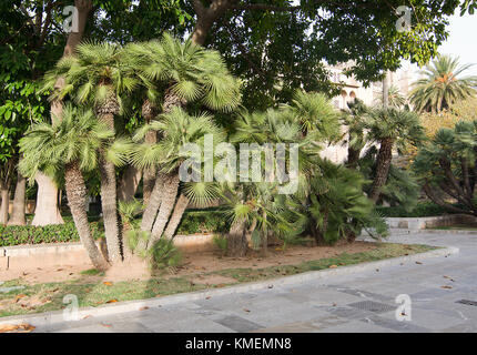 Endemische Ventilator Palmen, Chamaerops humilis, palmitos auf Mallorca, Spanien. Stockfoto