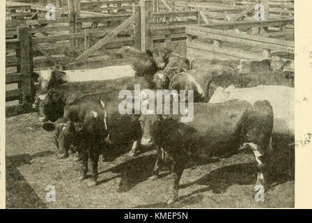 "Typen und Klassen von Live Stock" (1916) Stockfoto