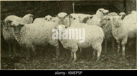 "Typen und Klassen von Live Stock" (1916) Stockfoto