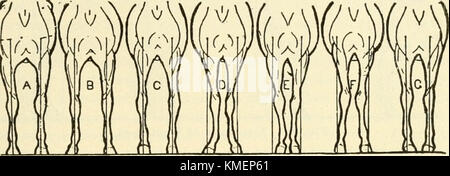 "Typen und Klassen von Live Stock" (1916) Stockfoto