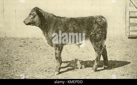 "Typen und Klassen von Live Stock" (1916) Stockfoto