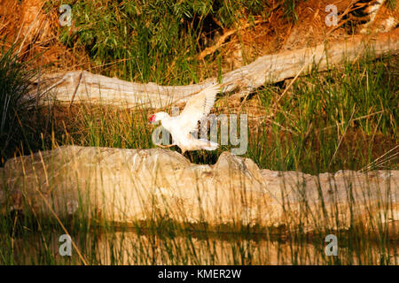 Weiße Ente mit ausgebreiteten Flügeln, Miaree Pool, Pilbara in Westaustralien Stockfoto