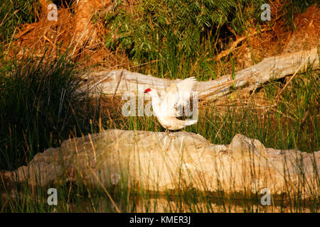 Weiße Ente mit ausgebreiteten Flügeln, Miaree Pool, Pilbara in Westaustralien Stockfoto