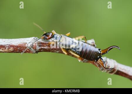 Gemeinsamen Europäischen earwig, forficula auricularia Stockfoto