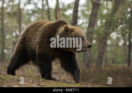 Eurasischer Braunbär / Braunbaer ( Ursus arctos ), junger Jugendlicher, der am Waldrand entlang geht, in seiner natürlichen Umgebung, sieht niedlich und lustig aus Stockfoto