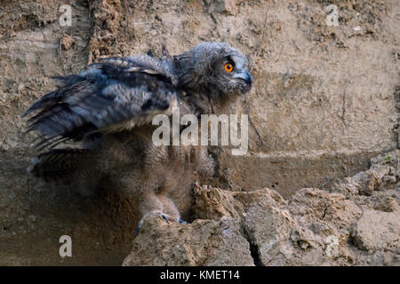 Uhu/europäischer Uhu (Bubo bubo), Küken, das Erforschen ihrer Umgebung und schüttelte sein Gefieder, in der Dämmerung, Wildlife, Europa. Stockfoto