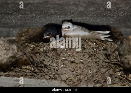 Schwalbe ( Hirundo rustica ), Küken im Nest, fast flügge, eine mit einem seltenen Pigmentdefekt, weißes Gefieder, leucistisch, Leucismus, Europa. Stockfoto