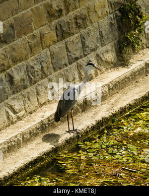 Ein Great Blue Heron sitzt auf der Kante einer Wasser Kanal auf der Suche nach Fisch; Bild in Florenz, Italien. Stockfoto
