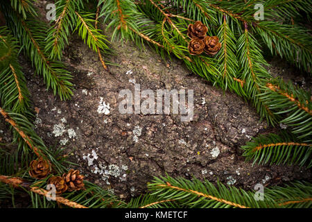 Weihnachtsbaum mit den Kegeln. Natürliche Rinde Hintergrund. Kopieren Sie Platz. Stockfoto