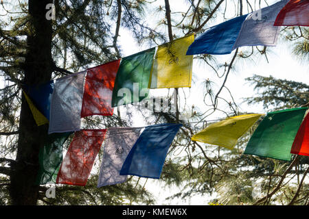 Tibetische Gebetsfahnen hängen in den Bäumen bei Mcleod Ganj, Himachal Pradesh Stockfoto