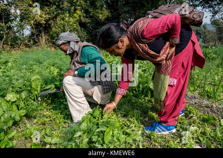 Menschen, die Arbeit in ihrem Ackerland Getreide zu wachsen. Menschen nutzen die Methoden der ökologischen Landwirtschaft, die zu einer nachhaltigen Entwicklung beiträgt. Stockfoto