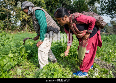 Menschen, die Arbeit in ihrem Ackerland Getreide zu wachsen. Menschen nutzen die Methoden der ökologischen Landwirtschaft, die zu einer nachhaltigen Entwicklung beiträgt. Stockfoto