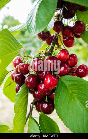 Rote Kirschen auf den drei Stockfoto