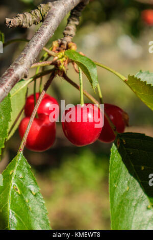 Leuchtend rote Beeren cornel oder hartriegel auf dem Zweig Stockfoto