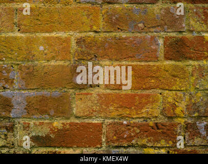 Viktorianische Backsteingebäude Garten Wand in gelb Flechten bedeckt. Detail zeigt nur Krankentragen des wohl eine lange Sussex Bond. Header nicht sichtbar Stockfoto