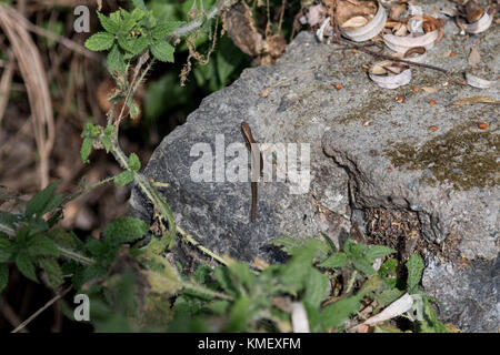 Ein Reptil auf einem Stein in einer abgelegenen Gegend in Indien Stockfoto