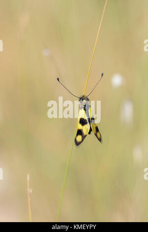 Oestliches Schmetterlingshaft, Libelloides Macaronius, Ascalaphid Owlfly aus Kroatien Stockfoto