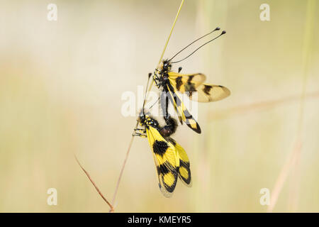 Oestliches Schmetterlingshaft, Libelloides Macaronius, Ascalaphid Owlfly aus Kroatien Stockfoto