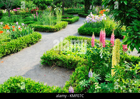 Klassische Landschaft Design mit Schotter Gartenwege, niedrige Hecke Grenzen, Lupin schießt, Iris Blumen, orientalischen Mohn und andere bunte Pflanzen Stockfoto