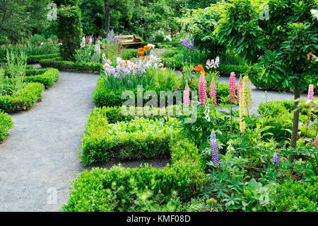 Zerkleinert Granit Wege, niedrige Hecke Grenzen, Lupin schießt, Iris Blumen, orientalischen Mohn in formalen, altmodischen Garten Stockfoto