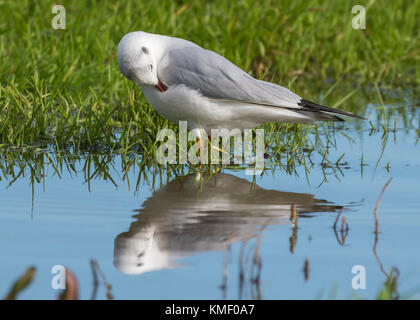 Schwarze Leitung Möwe (Chroicocephalus ridibundus) in Wasser in einem überschwemmten Feld mit seinem Spiegelbild im Wasser, im Herbst in Großbritannien. Stockfoto