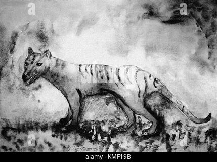 Tasmanian Tiger in Schwarz und Weiß. Das tupfen Technik in der Nähe der Kanten ein Weichzeichner Effekt aufgrund der veränderten Oberflächenrauhigkeit der Papier gibt. Stockfoto