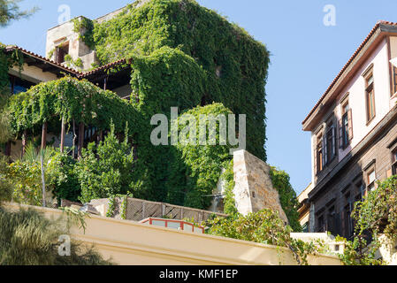 Die Fassade des Hauses ist mit Efeu überwuchert. Altes Haus, gute Sommerwetter. Stockfoto
