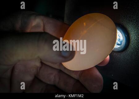 Ein US-Landwirtschaftsministerium der Mitarbeiter zeigt, wie Hühnereier zur Einstufung und Mängel zu prüfen für die usda Hauptsitz Landwirten während eines Nationalen ei Tag feier Juni 2, 2017 in Washington, DC. (Foto von Preston keres über planetpix) Stockfoto