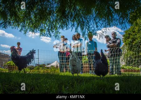 Besucher die Hühner an das US-Landwirtschaftsministerium Völker Garten und Farmers Market an der USDA-Hauptquartier während einer Nationalen ei Tag Feier am 2. Juni 2017 in Washington, DC. (Foto von Preston keres über planetpix) Stockfoto