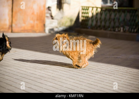 Redhead, haarige Hund läuft auf die Straße für die schwarzen Hund. Stockfoto