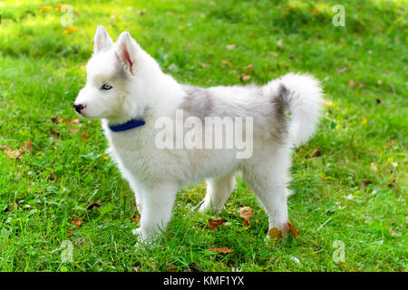 Siberian Husky Welpen spielen im grünen Gras Stockfoto