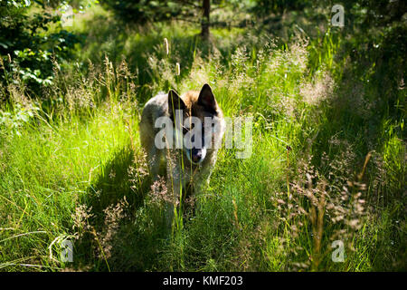 Porträt eines Erwachsenen und ein sehr intelligenter Hund auf der Natur. Gemischte Schäferhund und Husky. Stockfoto