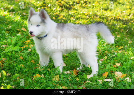 Siberian Husky Welpen spielen im grünen Gras Stockfoto