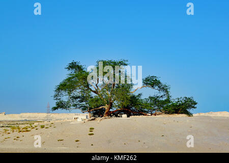 Baum des Lebens in der Jebel Dukhan, Bahrain. Dieses 400 Jahre alte Baum steht allein durch Meilen von Wüste ohne offensichtliche mittels einer Wasserquelle umgeben. Stockfoto