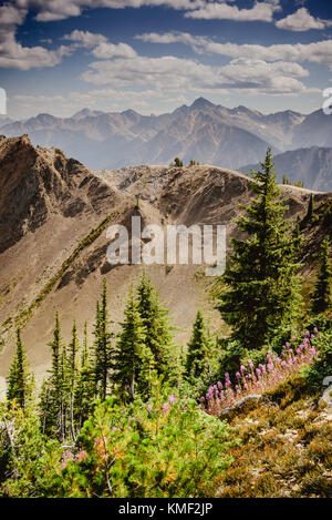 Blick von Kicking Horse Mountain in BC Kanada im Sommer Stockfoto