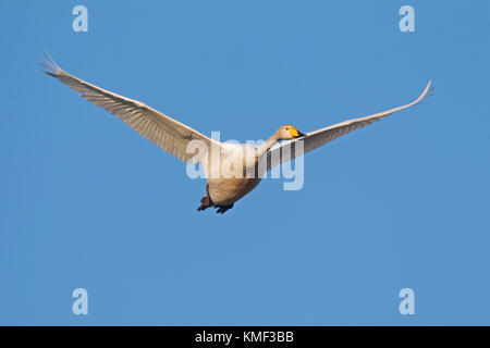 Singschwan (Cygnus Cygnus) im Flug gegen den blauen Himmel Stockfoto