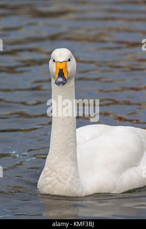 Nahaufnahme Portrait von singschwan (Cygnus Cygnus) Schwimmen im Winter Stockfoto