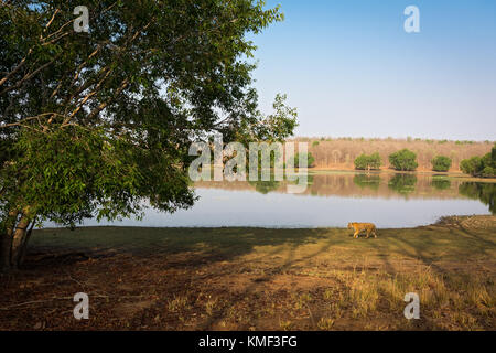 Tiger in Habitat Stockfoto