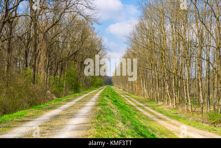 Zwei parallele Pfade im Frühjahr Stockfoto