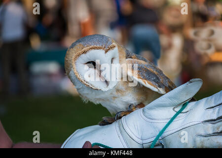 Barn Owl auf der Handler Handschuh (tyto Alba) Stockfoto