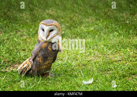 Schleiereule (tyto alba) auf grünem Gras - Closeup Portrait Stockfoto