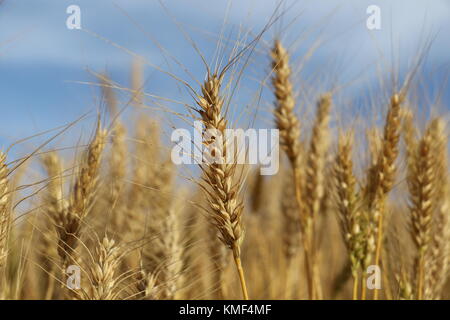 Schönen Weizen Ohren bereit geerntet, mit blauen Himmel als Hintergrund werden. Wichtige Getreide für Nahrungsmittel und Business. Stockfoto