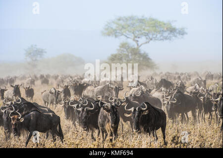 Gnuwanderung. die Herde der Migration Antilopen auf staubigen Savanne geht. Die Gnus, auch als Gnus oder wildebai, eine Gattung von Antilopen, Stockfoto