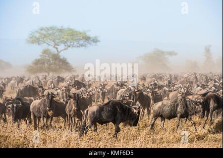 Gnuwanderung. Die Herde der Migration Antilopen geht auf staubigen Savanne. Die Weißbartgnus, auch Gnus oder wildebai genannt, sind eine Gattung der Antilopen, Stockfoto