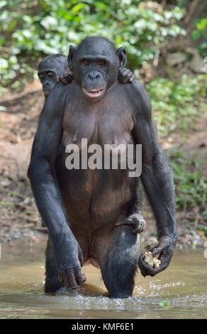 Bonobo auf ihre Beine im Wasser mit einem Cub auf einem zurück. Der bonobo (pan paniscus). Demokratische Republik Kongo, Afrika Stockfoto